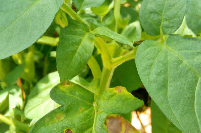 Zgnilizna twardzikowa — rozpoznanie, zapobieganie i leczenie