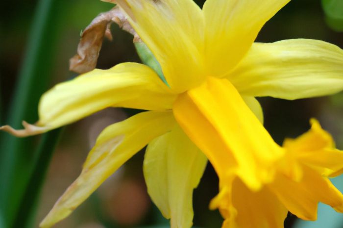 Zielistka Sternberga – czy to łatwa w uprawie roślina?