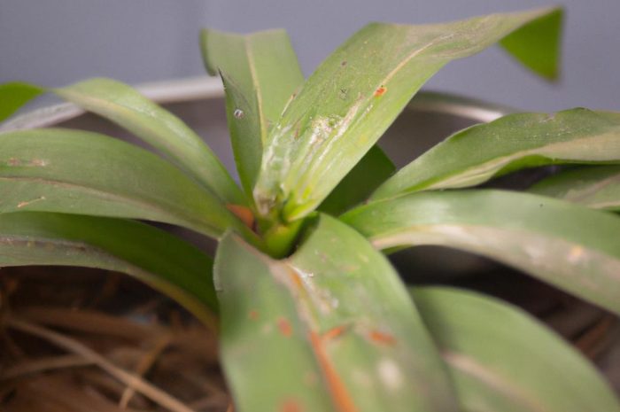 Ziemiórki – małe muszki w kwiatach doniczkowych. Jak zwalczać szkodniki i pozbyć się larw z doniczek?