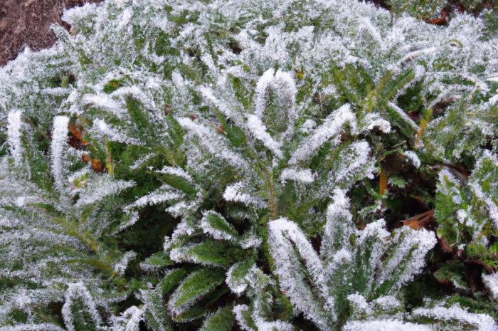 Zimni ogrodnicy i zimna Zośka – kiedy ostatnie wiosenne przymrozki? Skąd się wzięły ludowe nazwy i co oznaczają?