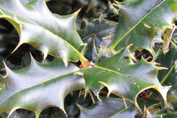 Zimozielony ostrokrzew kolczasty – propozycja na żywopłoty