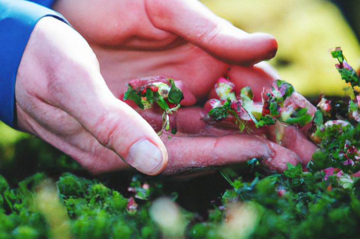 Żurawka ogrodowa – wszystko, co musisz wiedzieć o jej uprawie