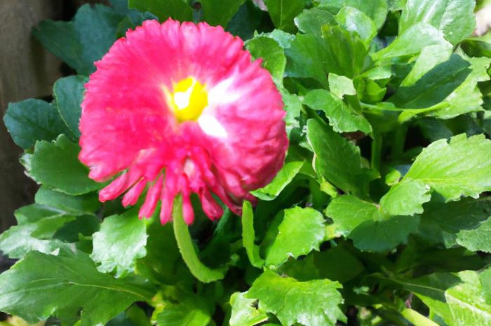 Zwiastuny wiosny – jakie rośliny są oznaką nadchodzącej wiosny?