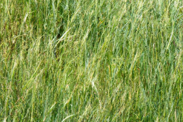 Życica trwała – cenna trawa pastewna. Co warto o niej wiedzieć?