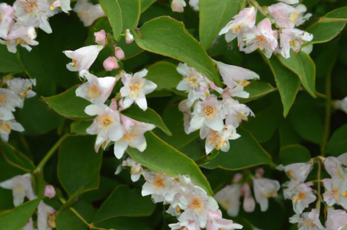 Żylistek szorstki (Deutzia scabra). Jak wygląda jego uprawa?