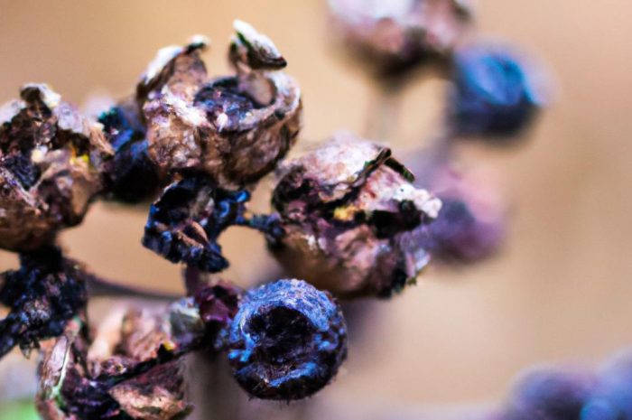 Żyworódka Daigremonta – właściwości, zastosowanie, uprawa