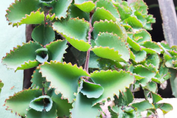 Żyworódka pierzasta (Kalanchoe pinnata) – jakie ma właściwości? Jak ją uprawiać?