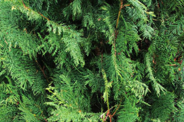 Żywotnik olbrzymi – popularna roślina iglasta z Ameryki Północnej. Poznaj go bliżej!