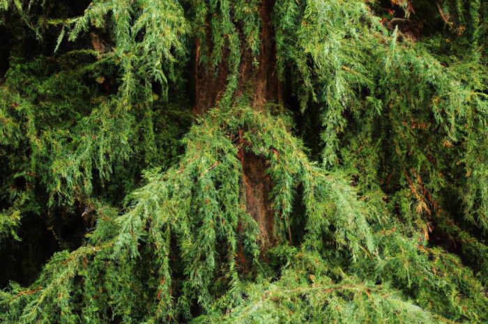 Żywotnik zachodni – jak go uprawiać?