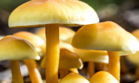 Borowiki – encyklopedia o jednych z najbardziej pożądanych grzybów