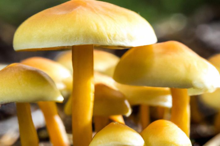 Żółciak siarkowy — właściwości i zastosowanie grzyba o jajowatych owocnikach