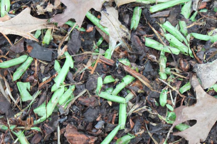 Ściółkowanie – czy warto je wykonywać? Jak ściółka wpływa na glebę? Sprawdź, czym ściółkować rośliny w ogrodzie?