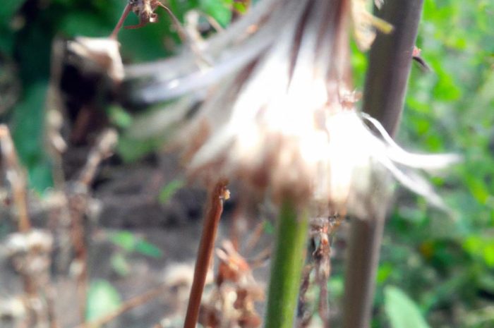 Żeleźniak – charakterystyka, uprawa i pielęgnacja