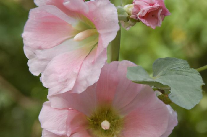 Ślaz – chwast czy wartościowa roślina ozdobna i zielarska?