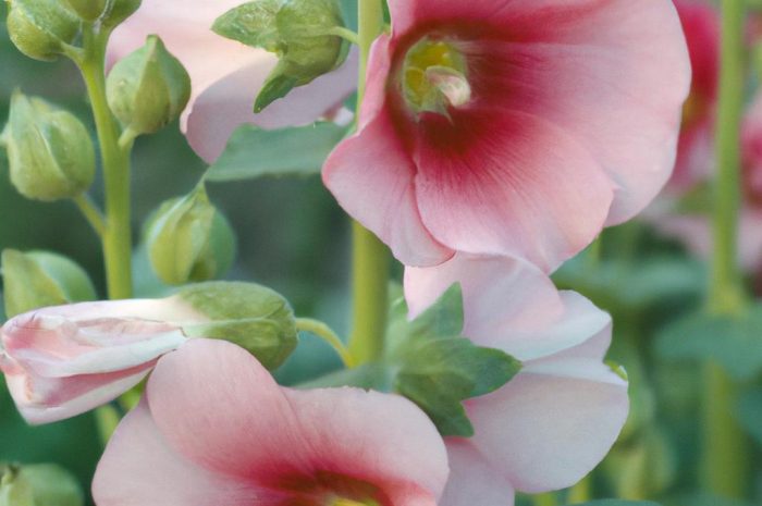 Ślazówka – piękna roślina jednoroczna. Poznaj sposób jej uprawy i pielęgnacji