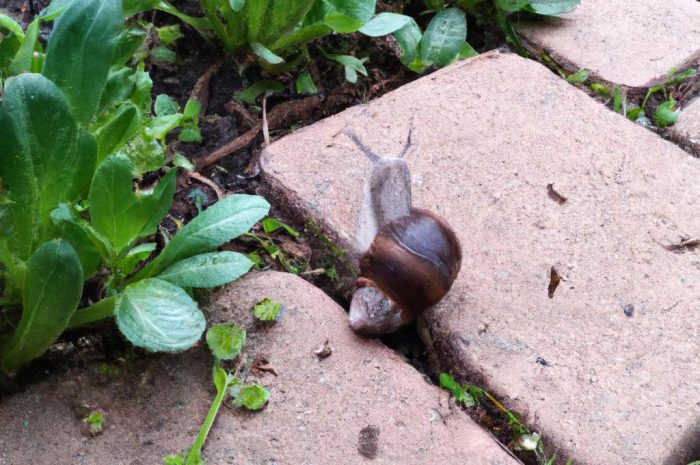 Ślimaki w ogrodzie – jak skutecznie pozbyć się tych nieproszonych gości?