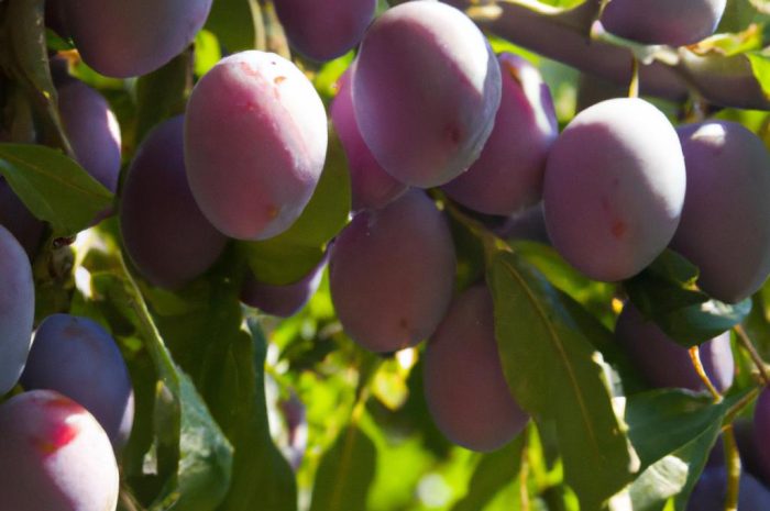 Śliwa – drzewo owocowe o różnych odmianach. Jak wygląda jego uprawa?