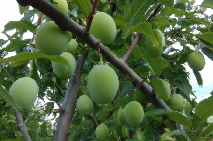 Śliwa tarnina – praktyczny krzew o zastosowaniach zdrowotnych. Jak uprawiać go w swoim ogrodzie