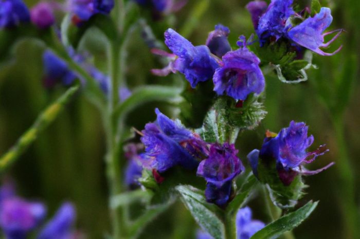 Żmijowiec zwyczajny – idealna roślina na pastwiska pszczele. Jak uprawiać go w ogrodzie?