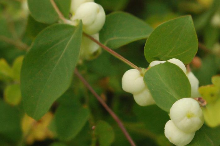Śnieguliczka biała (Symphoricarpos albus) – opis. Uprawa, rozmnażanie, sadzonki i zastosowanie