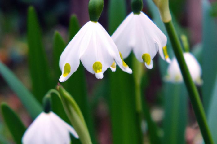 Śnieżyca wiosenna – gdzie może występować? Kiedy kwitnie i jak ją uprawiać w ogrodzie?