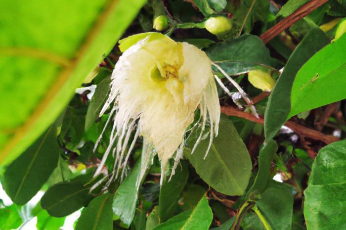 sutera-wielkokwiatowa