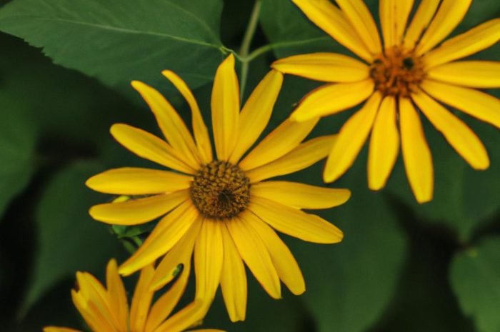 Żółte kwiaty – jakie rośliny możesz wykorzystać na balkonie lub w ogrodzie?