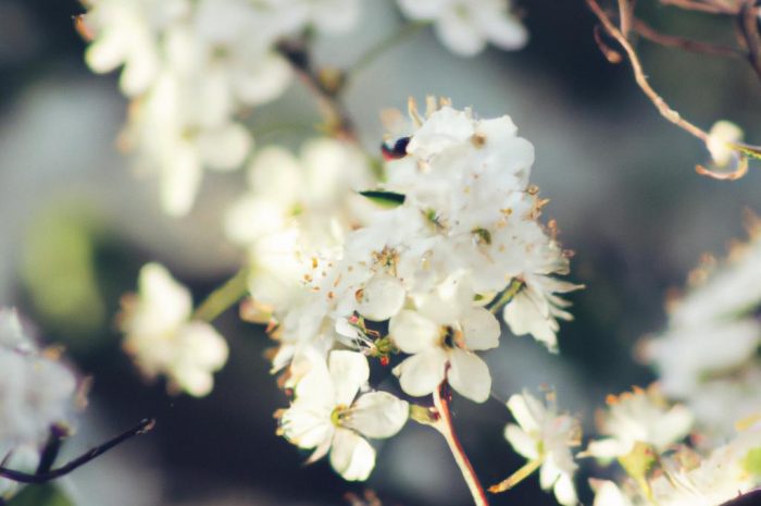 Żółte kwiaty wiosenne – jakie są najpopularniejsze odmiany?