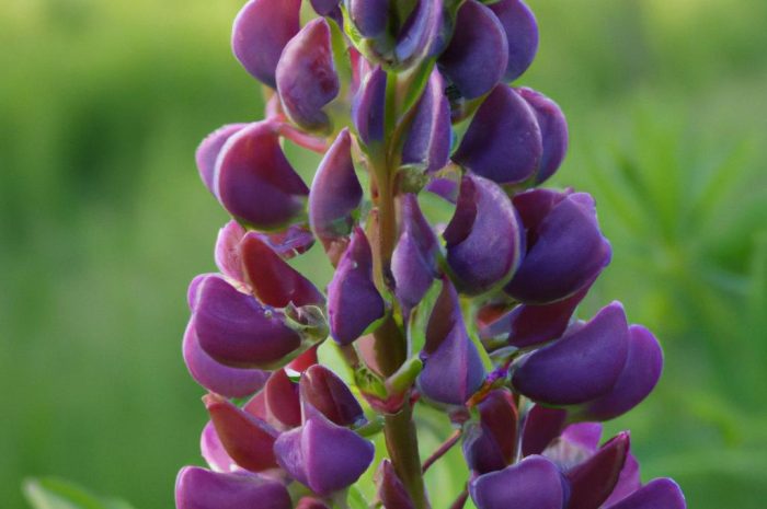 Łubin trwały (Lupinus polyphyllus) – jak wygląda i jak go uprawiać? Poznaj cenne wskazówki dotyczące jego pielęgnacji!