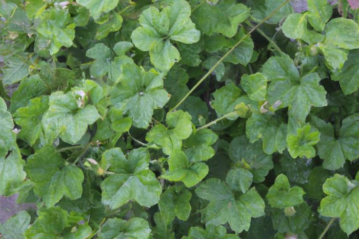 Żurawka po zimie. Jak pielęgnować tę bylinę?