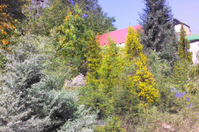 Świerk (Picea) – gatunki i odmiany do ogrodu. Jak uprawiać te drzewa?