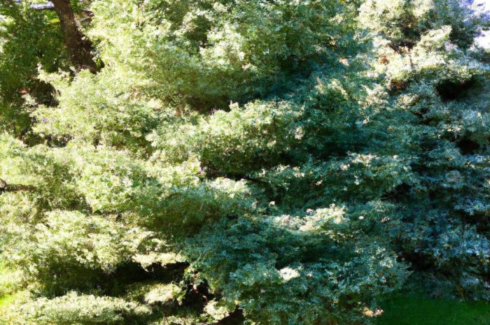 Świerk biały w twoim ogrodzie – ciekawe odmiany, pielęgnacja i uprawa