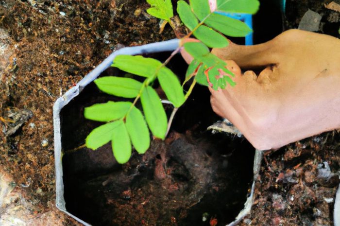 Świerk syberyjski – uprawa w przydomowym ogrodzie. Jak sadzić tę odmianę?