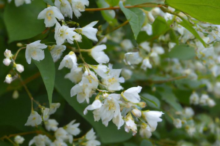 Żylistek (Deutzia) – uprawa krzewu, rozmnażanie, cięcie
