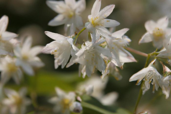 Żylistek wysmukły (Deutzia gracilis) – uprawa i pielęgnacja