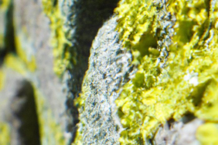 Żywe kamienie – czy to głazy?