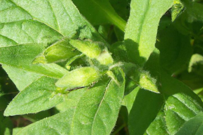 Żywokost lekarski – własna uprawa rośliny polnej