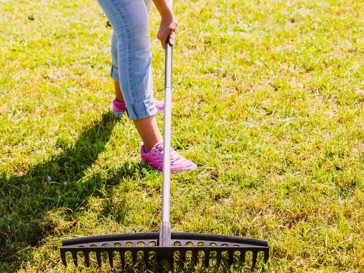 Kobieta trzyma grabie i usuwa liście i inne zanieczyszczenia z murawy, aby przygotować podłoże do założenia trawnika