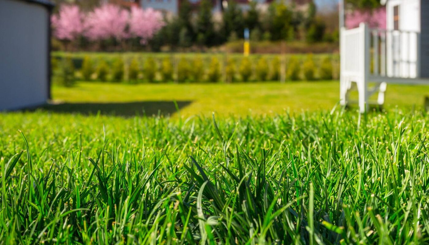 Soczyście zielony trawnik w słoneczną pogodę. W tle widać elementy ogrodu