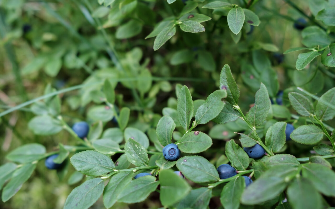 borówka amerykańska