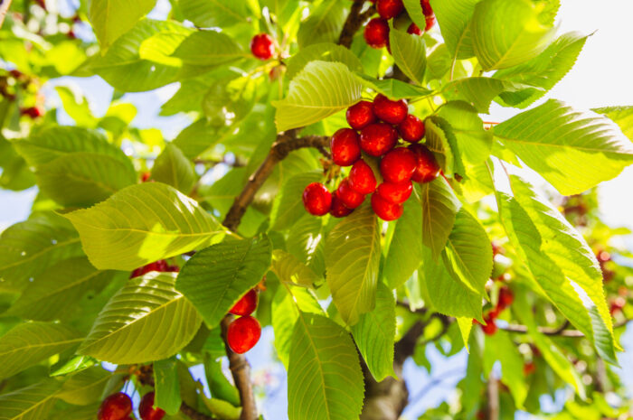Czeremcha amerykańska: przewodnik po uprawie, zastosowaniu i pielęgnacji
