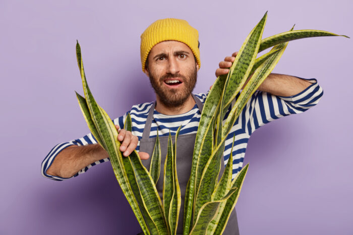 Sansewieria odmiany: przewodnik po pielęgnacji i rozmnażaniu